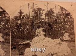 (5) African American Black Southern Stereoview Photographs Cotton Gin Children