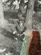 African American Photo BLACK WALLSTREET UNDER TREE TULSA OKLAHOMA