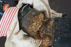 Antique German Bisque Black Ebony Young Boy Character Doll Cloth Body 16