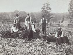 Large 19th Century Photo African American Black Workers Cane Field Washington DC