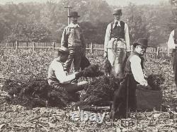 Large 19th Century Photo African American Black Workers Cane Field Washington DC