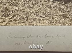 Large 19th Century Photo African American Black Workers Cane Field Washington DC