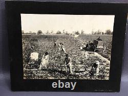 Rare Photos of 1890s COTTON INDUSTRY U. S. SOUTH Black African-American History