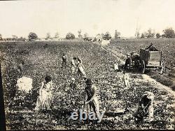Rare Photos of 1890s COTTON INDUSTRY U. S. SOUTH Black African-American History